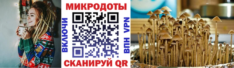 купить   Жердевка  Псилоцибиновые грибы Cubensis 